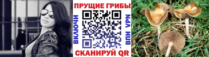 наркотики  Балтийск  Галлюциногенные грибы ЛСД 